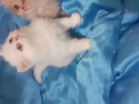 Safkan iran kedisi yavru