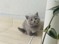 Kaymaklı lokum british longhair kedimiz