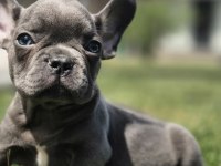 EŞSİZ BİR FRENCH BULLDOG İÇİN BİZİ ARAMADAN KARAR VERMEYİN