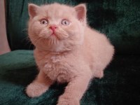Safkan British Shorthair Cinnamon Ve Fawn