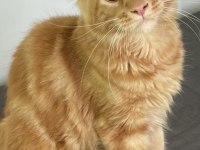 DEV MAINE COON ERKEK KEDİMİZ