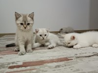 3adet erkek yavru kedi