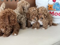 Petmode köpek çifrliğinde ziyarete açık maltipoo