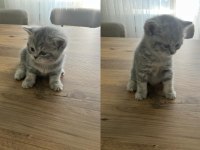 Safkan Çok Tatlı British Shorthair Yavrular
