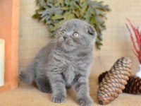 Duman Grisi Scottish Fold Shorthair 