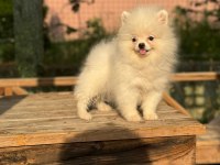 POMERANİAN BOO 3.5 aylık