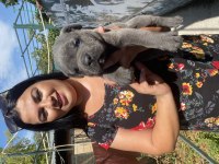 Blue cane corso yavrularım
