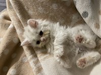 Beyaz british shorthair ve longhair