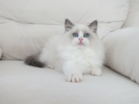Full şecereli ragdoll yavruları