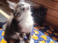 Tüm aşı ve belgeleri eksiksiz şecereli safkan maine coon