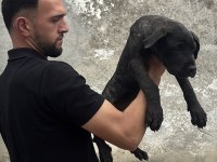 Cane Corso Blue Safkan