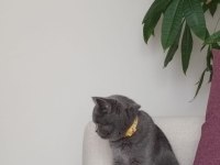 Safkan Dişi British Shorthair Lokum 7 aylık aşılı