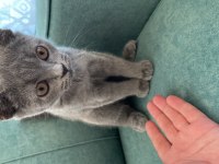 2 aylik erkek british shorthair