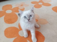 British shorthair oğlumuz