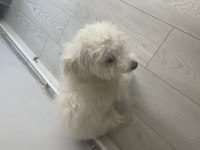 Evcil maltese terrier