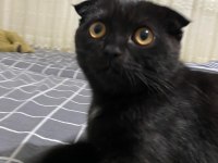 Scottish fold black
