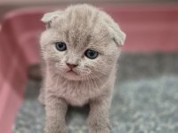 Scottish fold kedilerimiz yeni yuvalarını arıyorlar