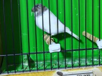 Gloster kanaryalar