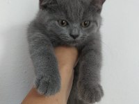 29 Mayıs doğumlu British Shorthair Yavru