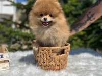 Yeni ailesini arayan pomeranian