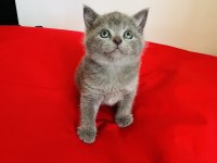 Kaliteli British shorthair yavru