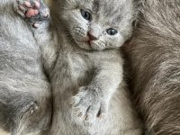 Scottish fold british shorthair yavrular