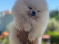 Show kalite pomeranian bebekler