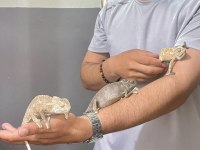 Zengin Renk Pigmentlerine Sahip Chamel Chamelon Bukalemunu