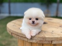 Pomeranian boo ayı surat garantili şirinlerimiz