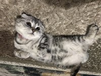 Scottish fold silver cins kedimiz