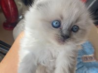 Scottish blue ve blue point yavrular nadir güzellik
