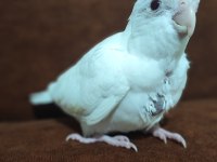 Albino bebek sultan papağanı