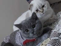 British shorthair