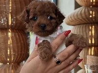 Toy Poodle Köpeğimiz