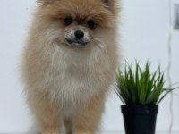 Ankaranın en kaliteli safkan pomeranian yavruları