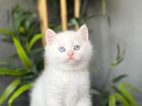 Brıtısh Shorthair Yavrularım Teslime Hazır