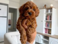 Tuvalet Eğitimli Kore Toy Poodle