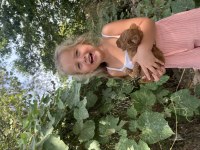 Kore toy poodle