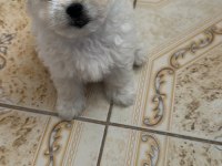 MALTESE TERRİER YAVRUMUZ