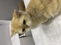 Yavru kedi sahiplendirme british shorthair