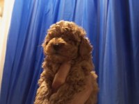 Şampiyonun poodle çocukları rezerve açıktır
