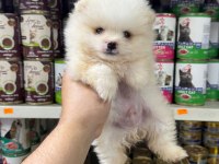 Kar Beyazı Pomeranian Bebekler