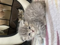 Brisith shorthair & Brisith fold