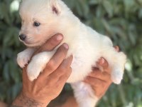 Samoyed yavruları