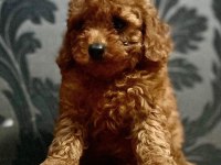 Ankaranın en güzel toy poodle yavruları petmode den