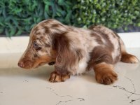 Longhair Merle Dachshund Yavru Köpeğimiz