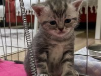 Birbirinden tatlış british shorthair yavrular yuva arıyor