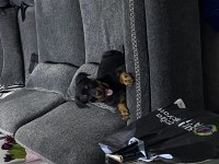 3 aylık erkek rottweiler safkan