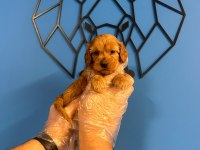 ORİJİNAL IRK GARANTİLİ MALTİPOO BEBEKLER