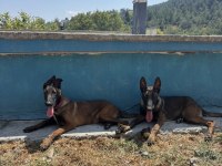 EĞİTİMLİ BELÇİKA KURDU YAVRULARI AİLESİNİ ARIYOR